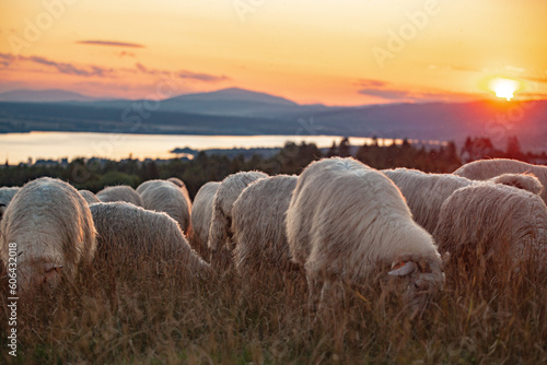 Na Hali Majerz w Hałuszowej. Stado owiec na polu o wschodzie słońca.