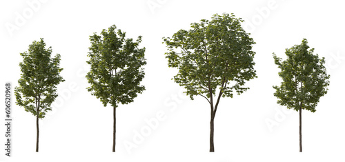 Set of middle and small trees sycamore platanus maple street trees in overcast light isolated png on a transparent background perfectly cutout