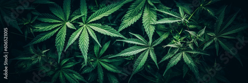 background of cannabis marijuana leaves on medical weed hemp bushes. Generative AI