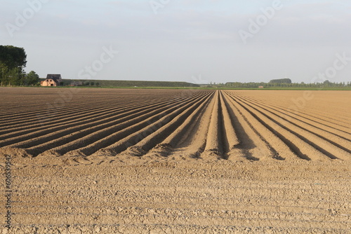 a rural landscape of a large field with raised potato beds in the clay soil in the dutch countryside