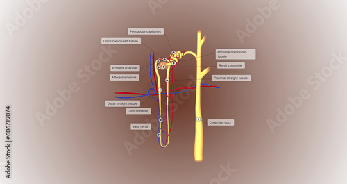 The function of the nephron is to convert blood to urine and consists of the tubular system and the renal corpuscle.