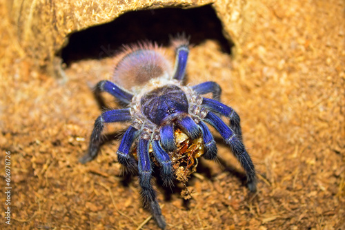 Brazilian blue tarantula (also known as Pterinopelma Sazimai) eats cockroach