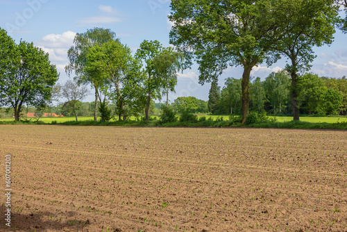 Freshly sown field in the Campine