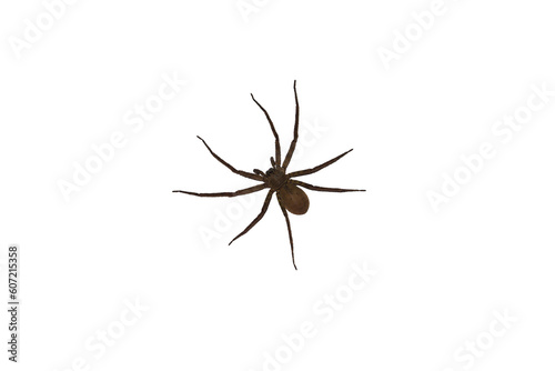 Isolated image of a large spider on a png file at transparent background.