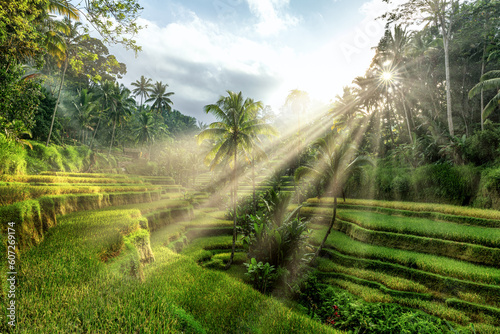Beautiful rice terraces in Tegalalang in Bali, Indonesia during sunrise with light rays