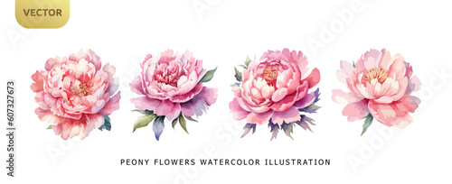 Peony pink flowers watercolor isolated on white background. Set of beautiful flower for wedding and invitation vector illustration