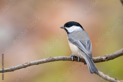 Closeup of a Carolina chickadee (Poecile carolinensis) perched on a branch on blurred background