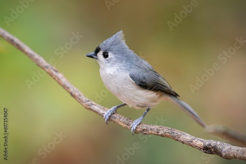 Closeup of a tufted titmouse, Baeolophus bicolor perched on a branch.