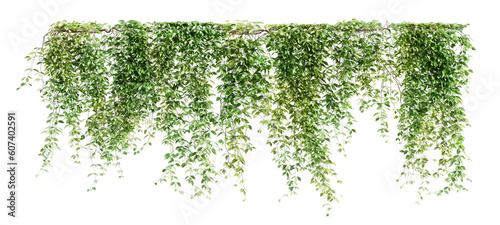 Group of Mucuna Pruriens creeper plants isolated on transparent background. 3D render.