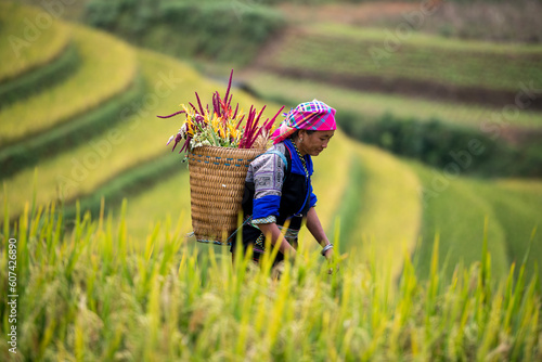 A Hmong Woman On Rice fields terraced of Mu Cang Chai, YenBai, Vietnam. 