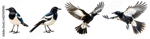 Set of flying and sitting magpie, raven, crow bird on the transparent background PNG. AI generative