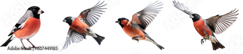 Set of flying and sitting bullfinch bird on the transparent background PNG. AI generative