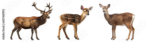 Set of deer isolated on transparent background - Generative AI