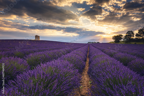 Summer, sunny and warm view of the lavender fields in Provence near the town of Valensole in France. Lavender fields have been attracting crowds of tourists to this region for years.