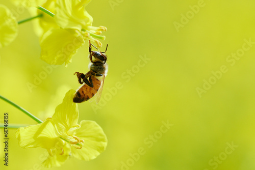 Pracowite pszczoły na polu rzepaku zbierają nektar i pyłek, pożytek na miód, propolis.