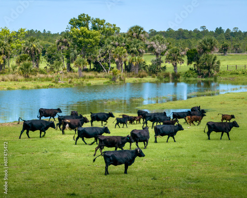 Cows - Mims, Florida, USA. Summer 2023