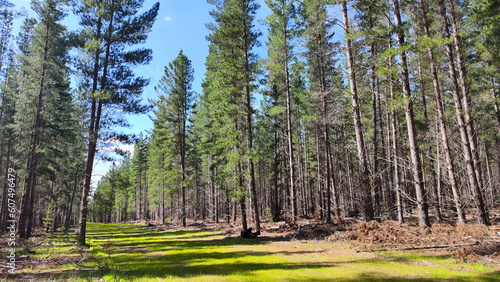 Pine tree forest plantation during a sunny weather