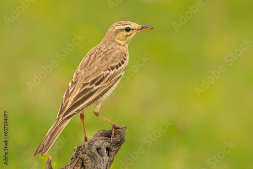 The tawny pipit