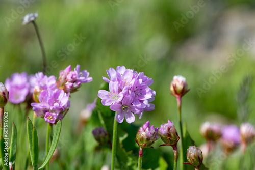 Close up of thrift (armeria maritima) flowers in bloom