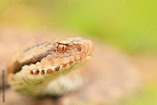 Vipera seoanei - Seoane's viper