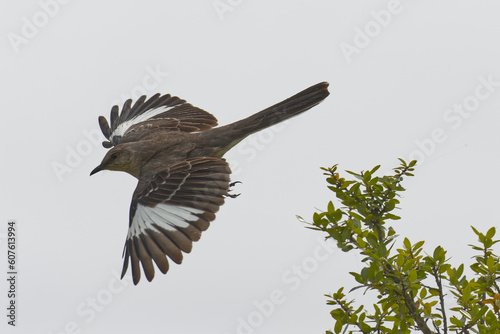 Mockingbird. Mimus polyglottos