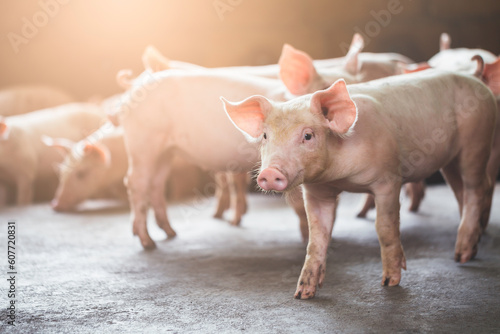 pig farming industry fattening pigs for consumption of meat , Pork is the food of the world's population.