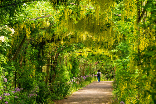 A female walking under a beautiful, flowering laburnum arch. The beautiful golden yellow flowers of laburnum are also known as golden chain or golden rain. Selective focus.