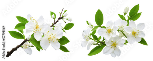 white flowers of tree on white. Generative Ai 