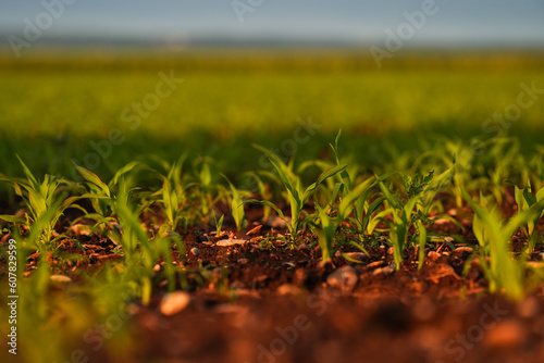 A field of small corn plants in a spring landscape during a beautiful sunset. Farming and agriculture industry concept photo.