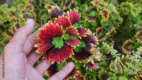 Coleus, painted nettle, Coleus blumei, Plectranthus scutellarioides, Solenostemon scutellarioides. Hand touching bright fragile leaves of coleus plant growing in garden.