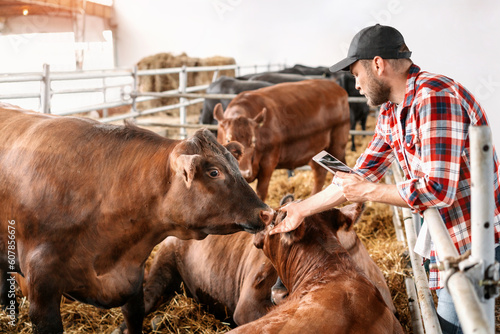 Livestock breeder using digital tablet during the check at cattle farm, cows and farmer.