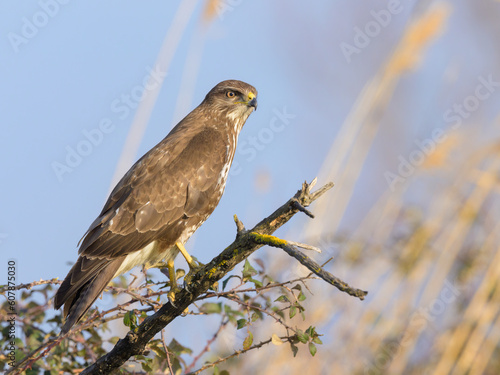 A Common Buzzard sitting on a tree