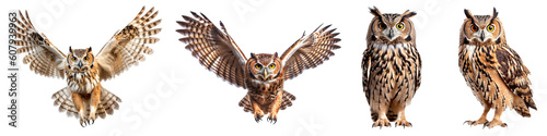 Set of owl isolated on the transparent background PNG. AI generative. 