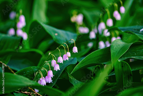 Blooming convallaria rosea majalis among green leaves. spring garden plant close up