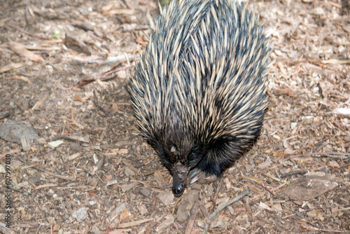 the echidna is walking around looking for ants to eat