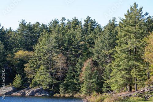 pine trees in the mountains. Killarney Provincial Park, Ontario, Canada. landscape with lake, trees and sky