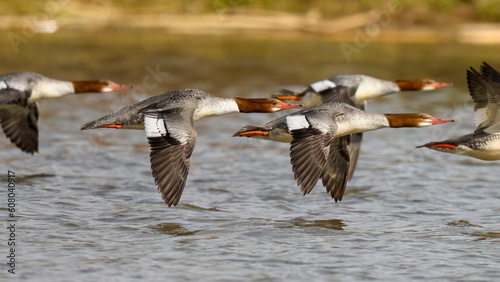 Photograph of a flock of Common Merganser