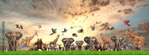 Various types of wild animals in safari, animal life concept.
