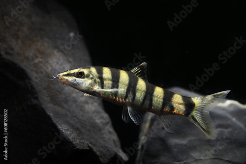 Kansu loach or Chinese Golden loach (Sinibotia robusta)