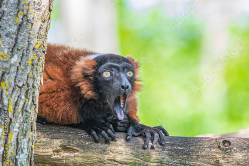 this lemur can be a meme 