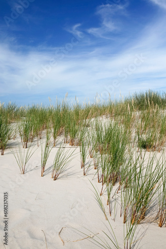 closeup of grass moving sand dune in Slowinski National Park, Leba, northern Poland