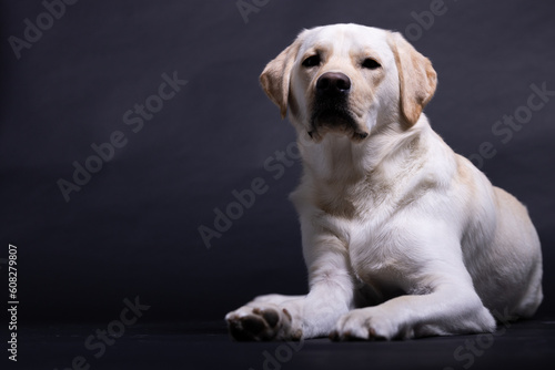 Labrador dog black background