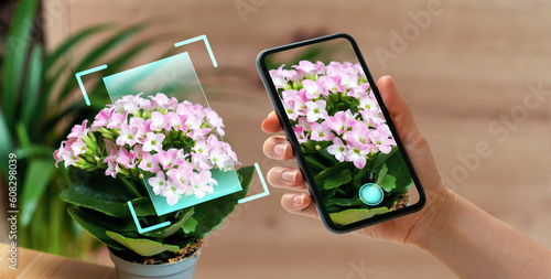Phone in hand scanning kalanchoe flowers in pot using mobile app for plant identification and diagnostics.