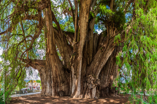 Árbol del Tule