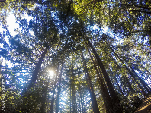 View of the redwood trees at Joaquin Miller Park in Oakland, California