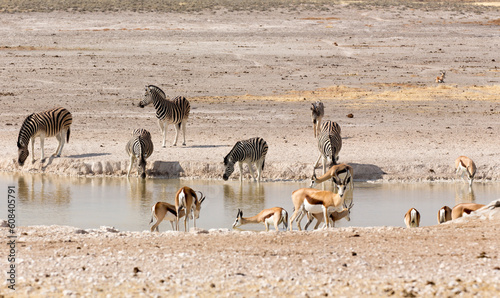 Some animals at waterhole