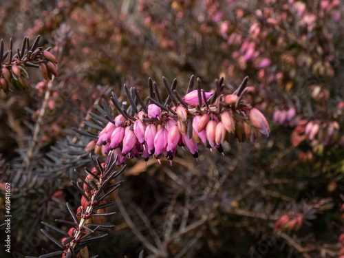 Heather (Erica carnea) 'Kramer's Rote' with dark bronze-green foliage flowering with clouds of magenta flowers in spring