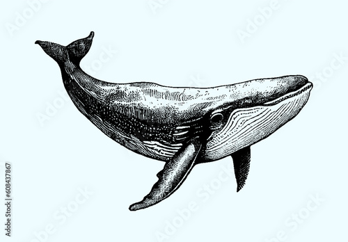 Big whale isolated on a isolated background, sketch, engraving, big whale, sperm whale. Vector 