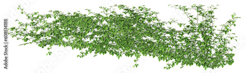 Parthenocissus tricuspidata or Ivy green with leaf. Png transparency