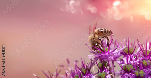 pszczoła na kwiatku czosnek ozdobny